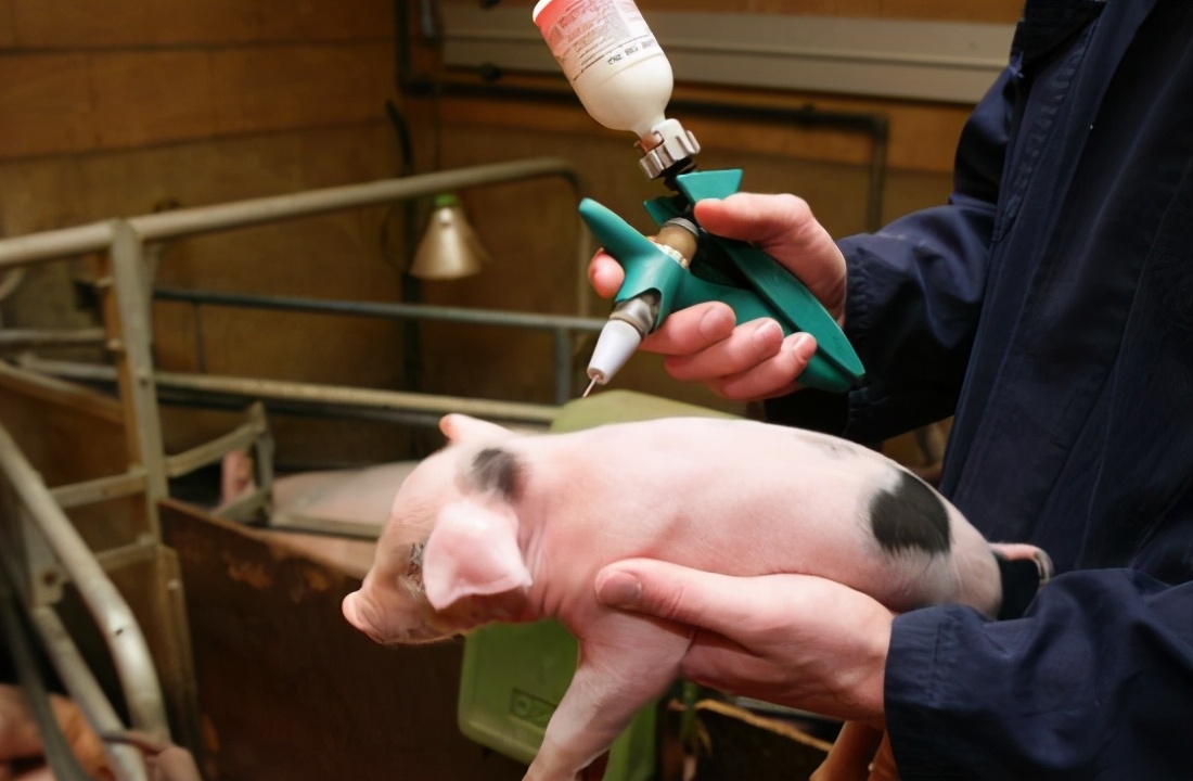 猪场存在两种蓝耳病怎么解决,猪场蓝耳病控制方案