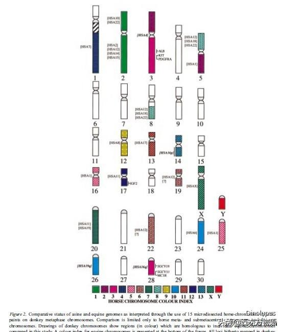 骡子不能生育的原因是谁惹的祸,为什么马和驴生的骡子不能生育