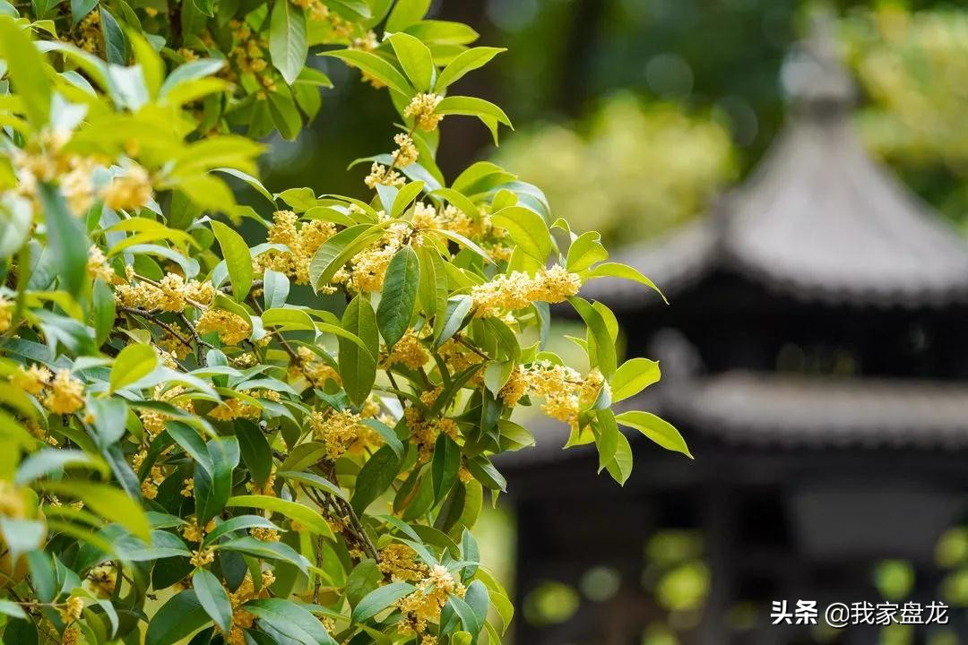 在盘龙的桂花香里，亲吻这个秋天|黑龙潭公园美图大赏