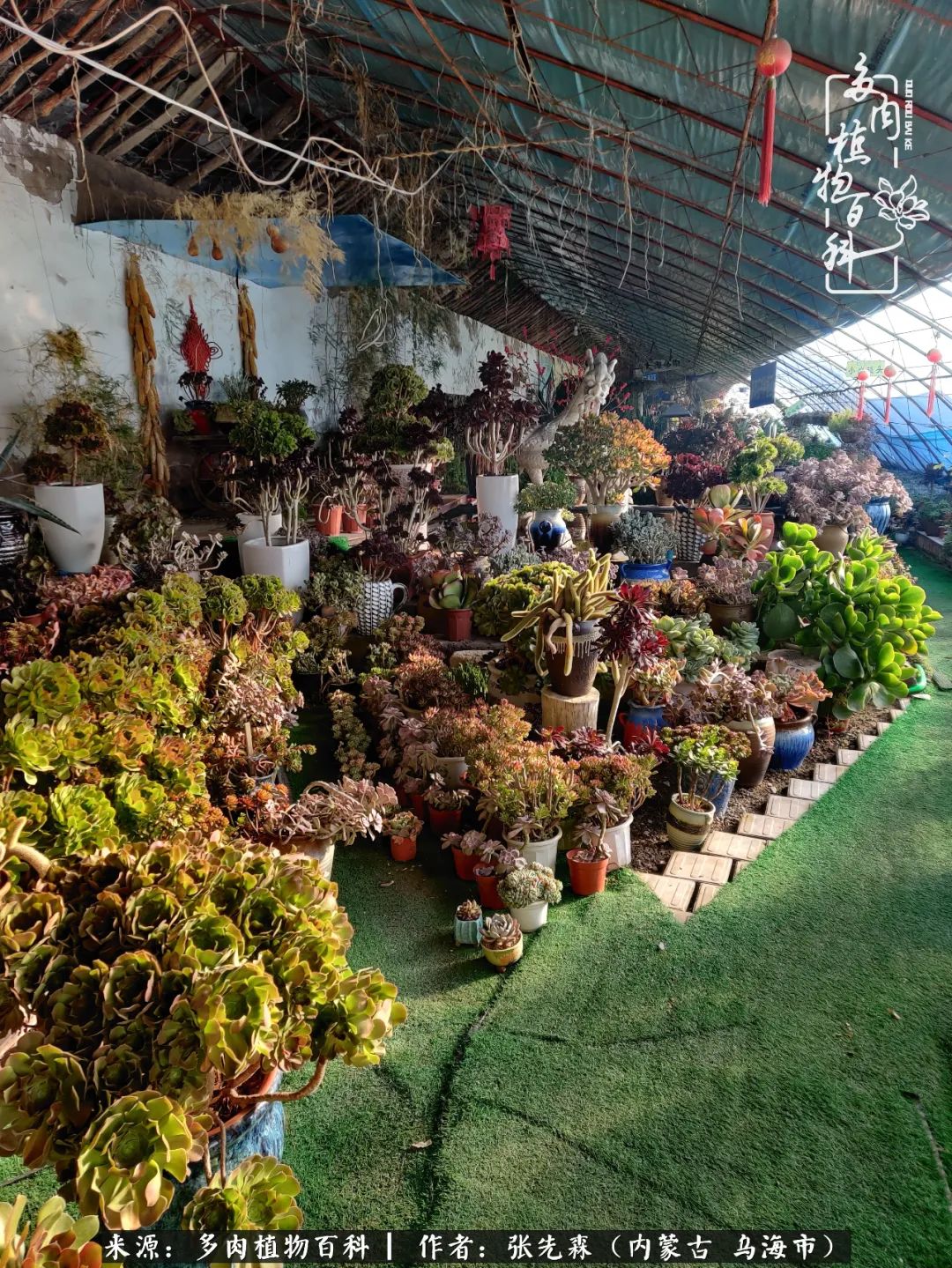 吸取教训，不断探索，英语老师的多肉碎碎念