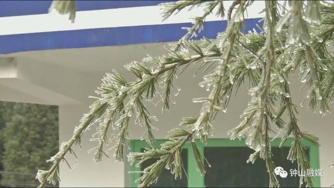 梅花山凝冻,梅花山凝冻最新情况