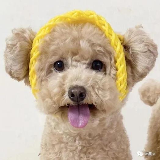 贵宾讨厌主人的表现,贵宾有哪些行为是代表它讨厌你