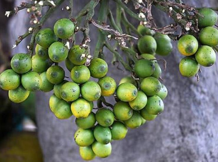 这种植物的果实害人不浅,什么植物的果实有毒又可以吃
