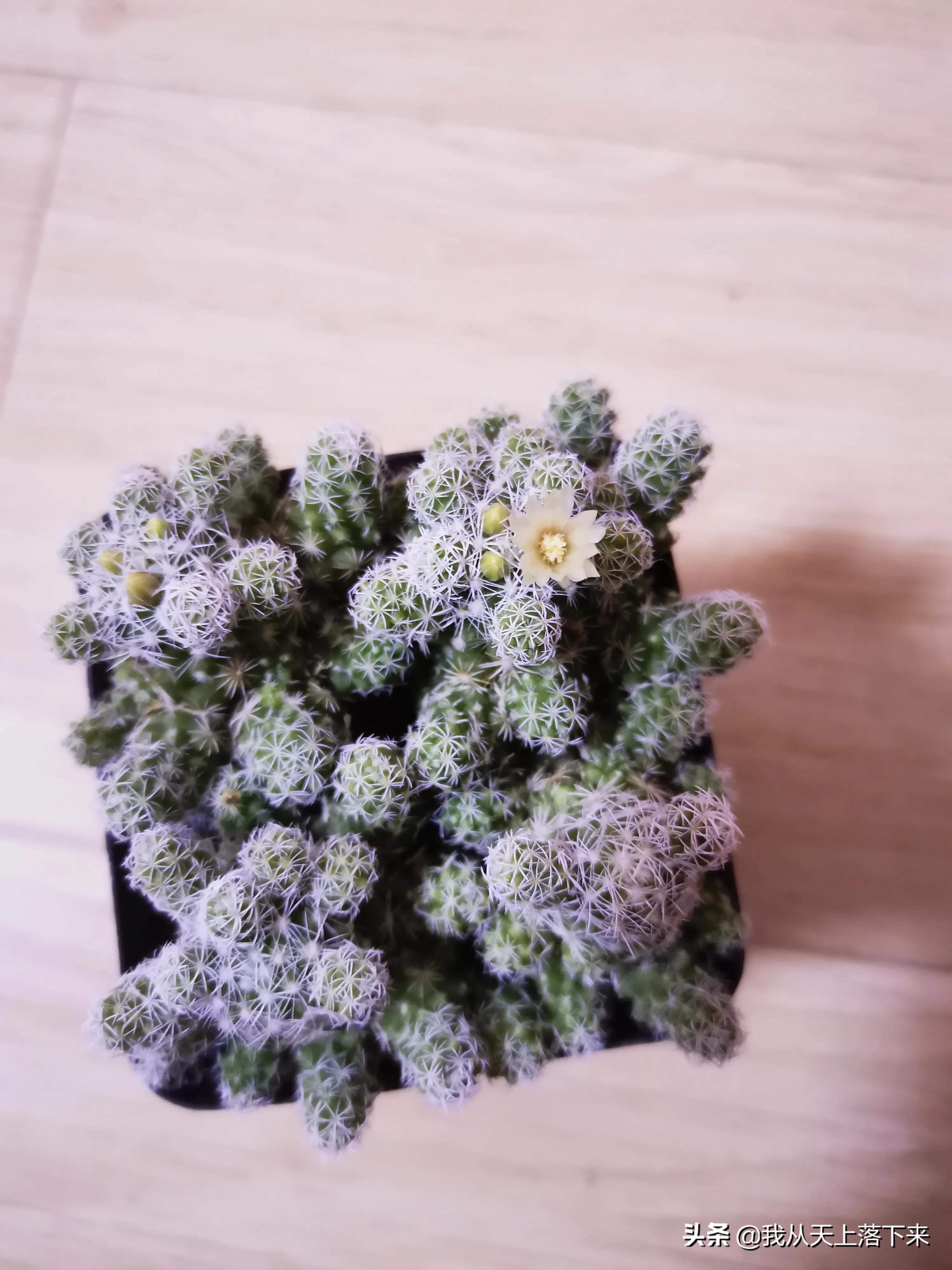 100张花朵美图,100张花图片大全