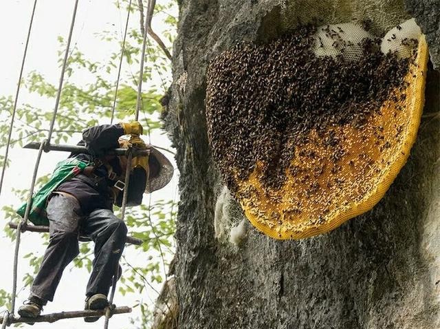 喜马拉雅山采蜜人完整版,喜马拉雅山脚下的采蜜人