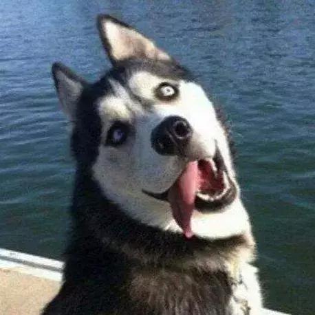 金毛哈士奇萨摩阿拉斯加,哈士奇阿拉斯加萨摩拉雪橇视频