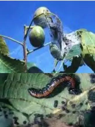 核桃树食叶害虫防治方法,核桃树害虫用什么药治