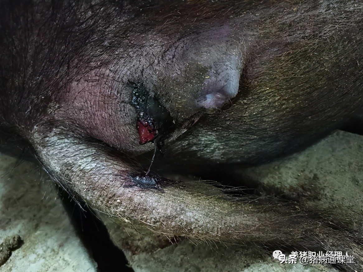 夏天猪容易出现什么问题,猪胀气在什么位置放气