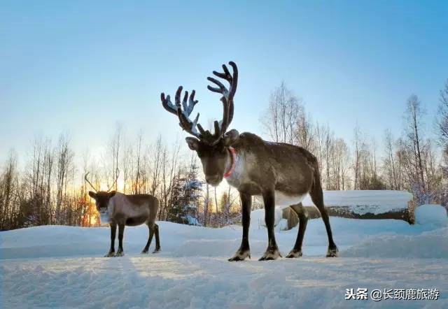 北欧旅行团早餐吃什么,去北欧旅游带什么食物