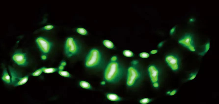 5cm长的萤火虫,通体发光的萤火虫