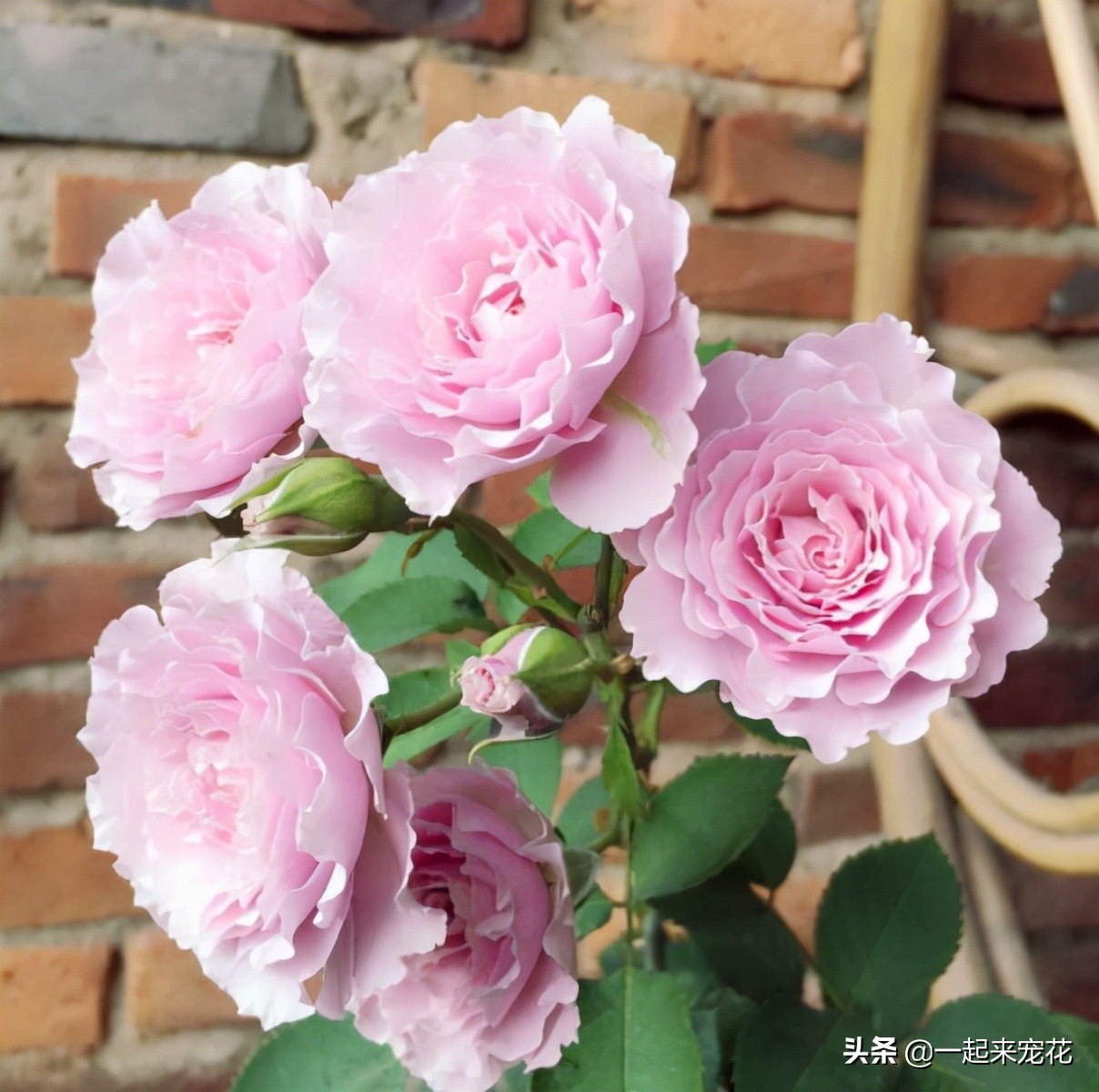 十大公认最好养切花月季,月季盆栽皮实好养的品种排名