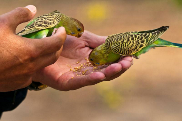 想养一只鸟在自己身边不飞走,最适合当宠物养的鸟