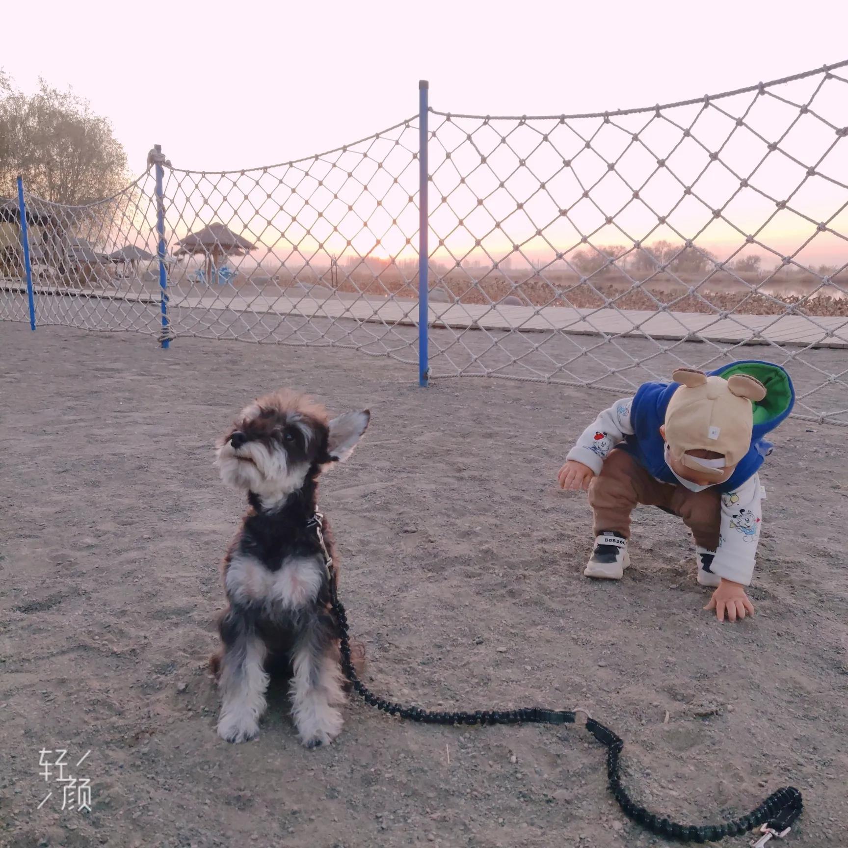 小狗是随时都可以怀孕吗,有狗狗后怀孕了注意什么