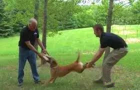 遇到恶狗袭击该怎么办,遭遇恶狗袭击不能以暴制暴