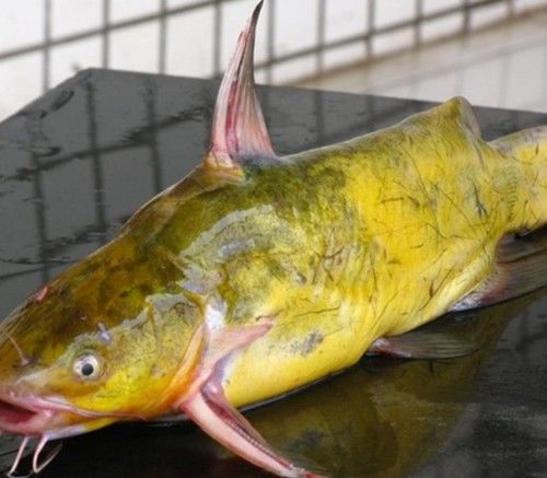 农村最好吃的十种鱼,盘点20种好吃又营养的常见鱼