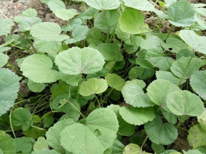 盘点那些春日野菜，看看你的家乡有吗