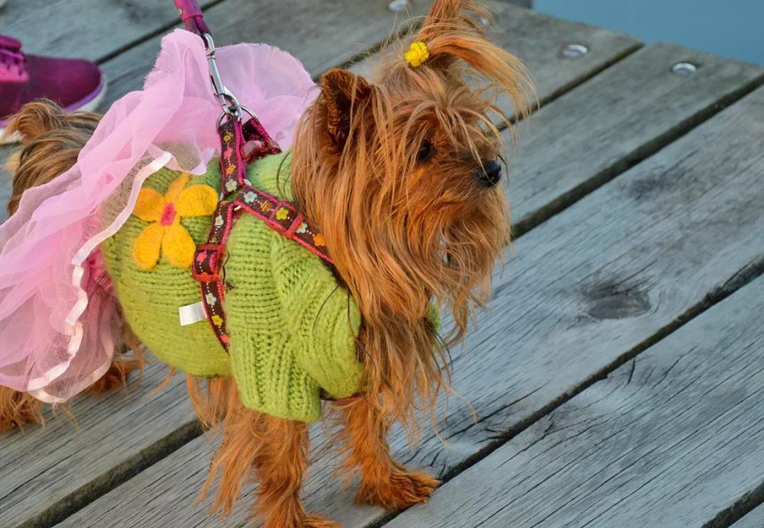 主人给狗狗穿棉服,主人给狗穿衣服