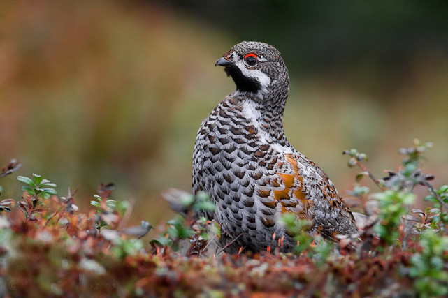 大兴安岭的飞龙是什么鸟,大兴安岭纯野生飞龙鸟高清图片
