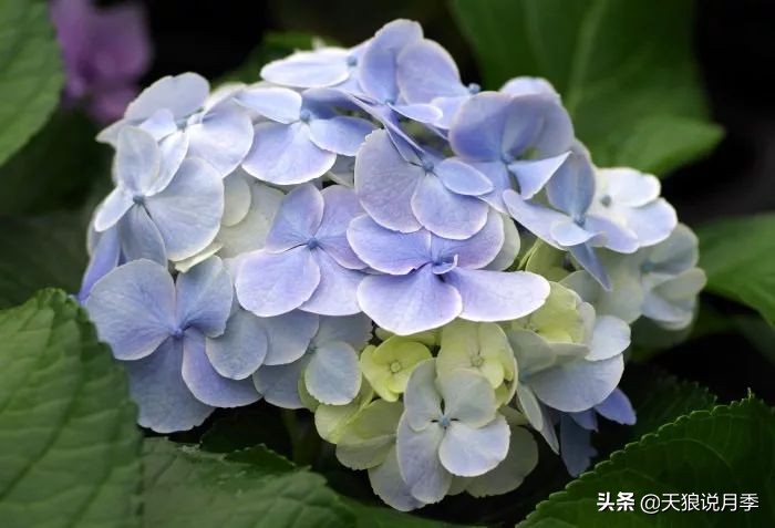 绣球季家里不缺花，全场8折迎初夏