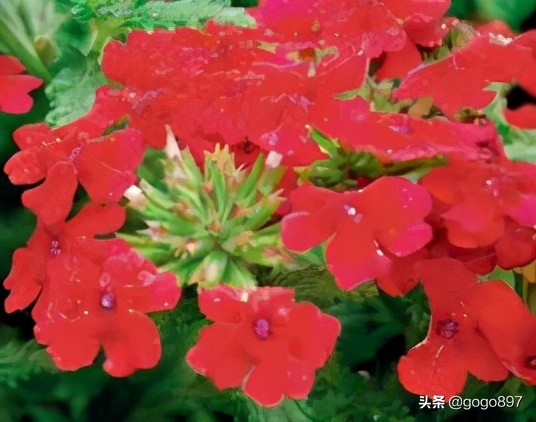 美女图片,美女小姐姐