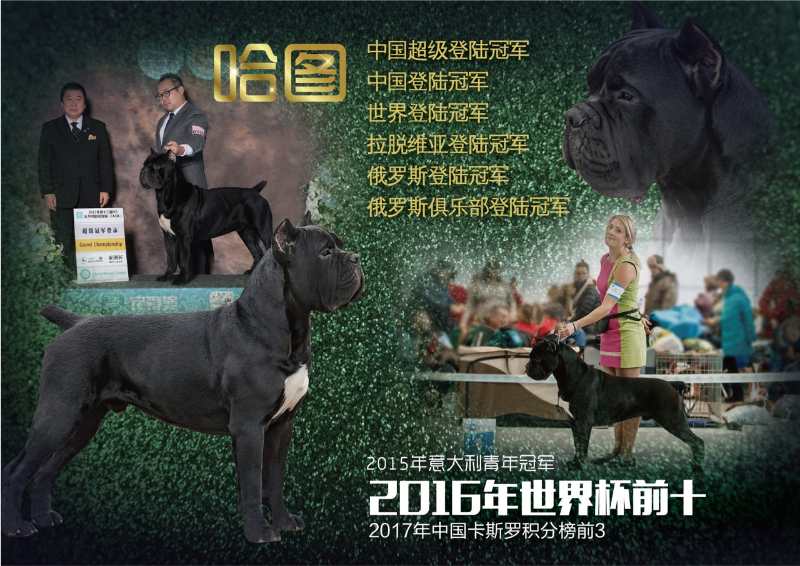 拉鼓带刀护卫,宝哥带刀护卫