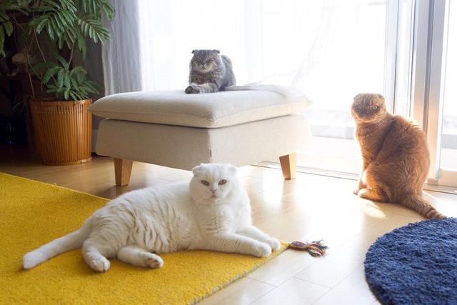 怎样预防猫咪毛球症,猫咪毛球在宠物医院怎么处理