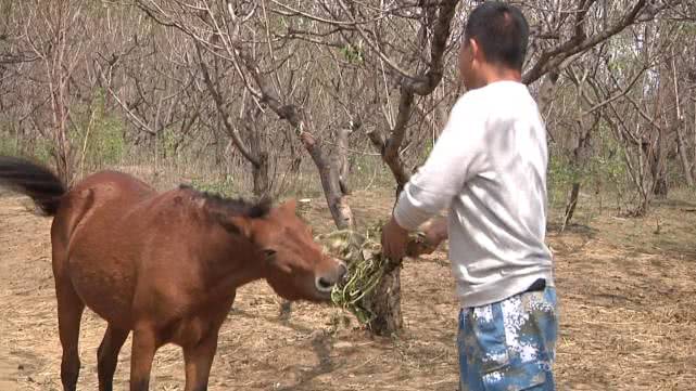 向往的农村生活怎么赚钱,回农村花百万打造向往的生活