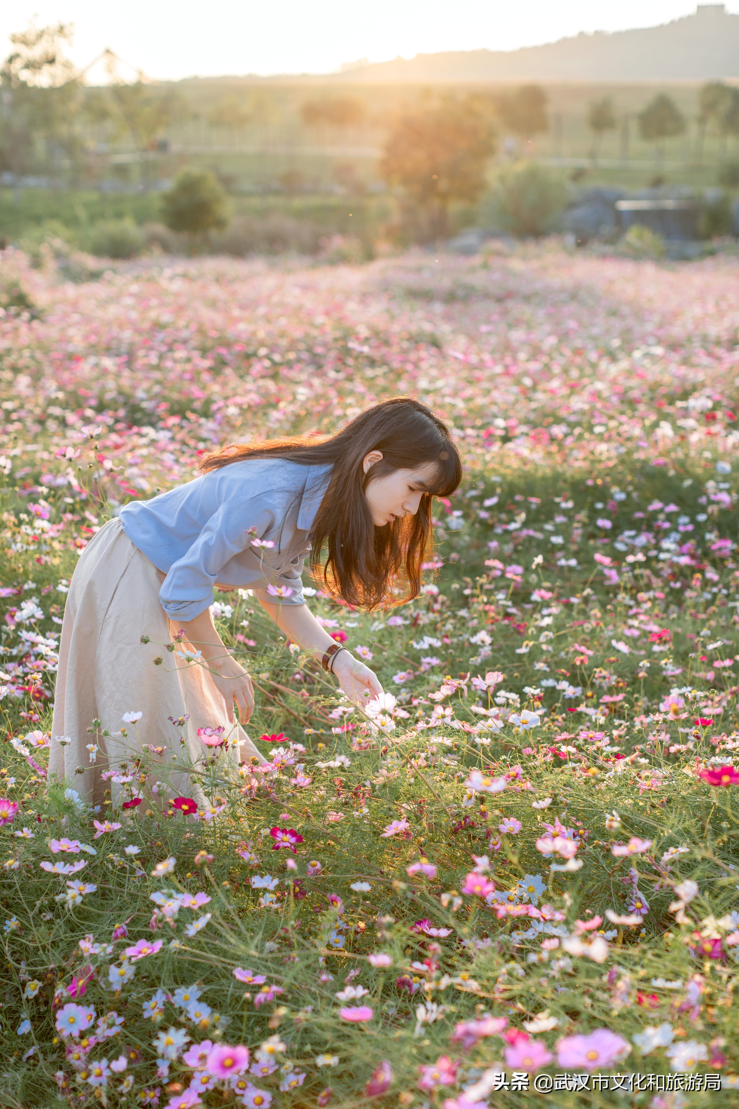 十大赏樱花胜地,武汉免费赏樱地推荐
