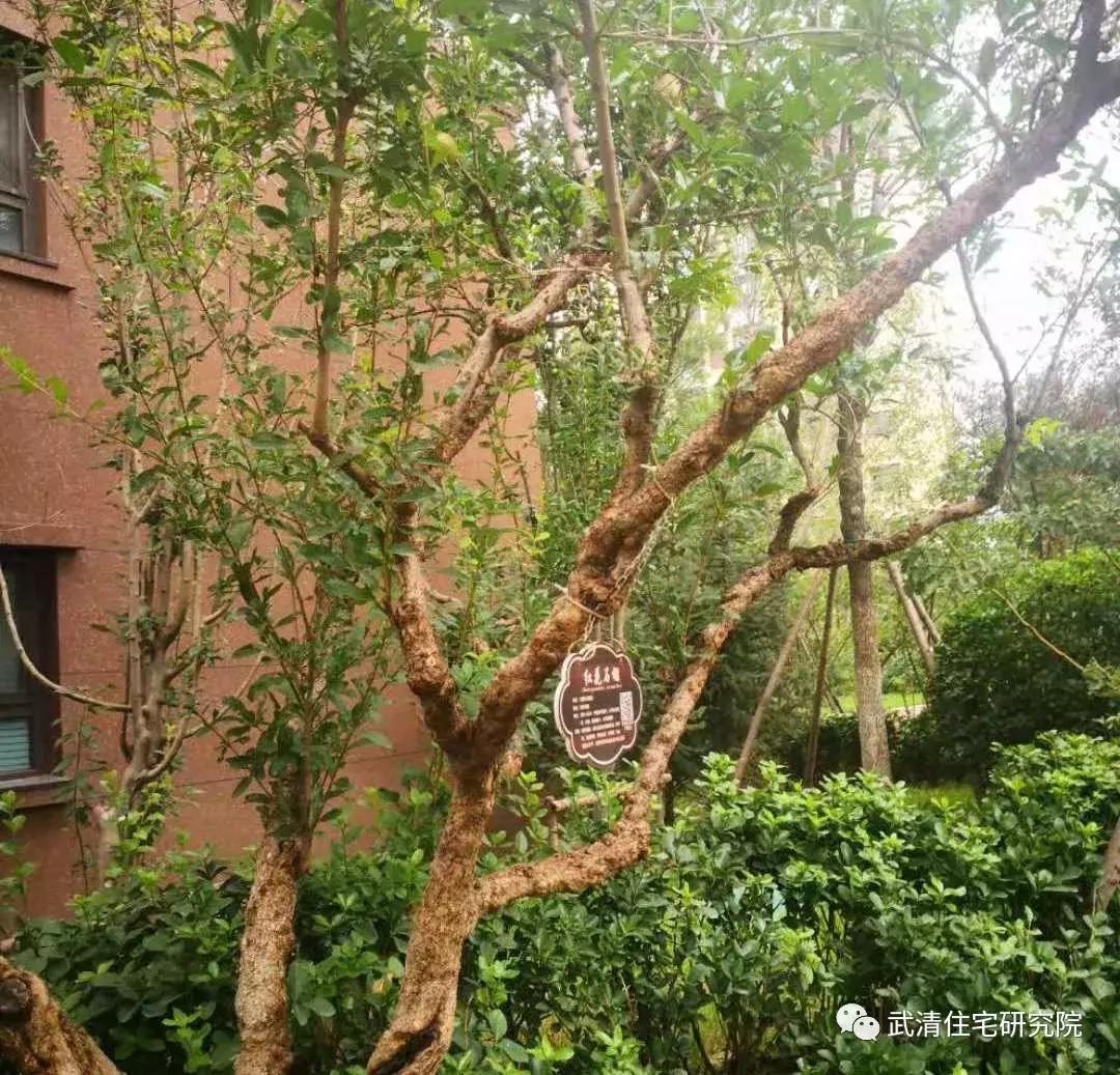 武清的烂尾楼有哪些,武清东蒲洼烂尾楼什么原因