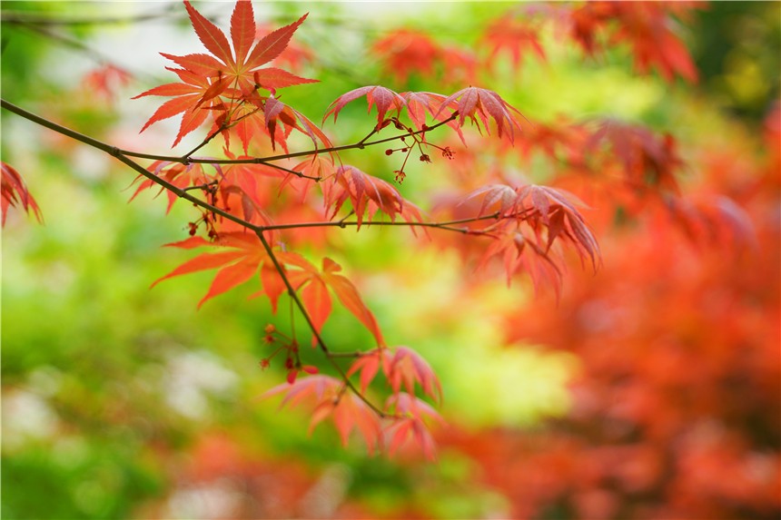 浙江温州的永嘉书院,真正的永嘉书院