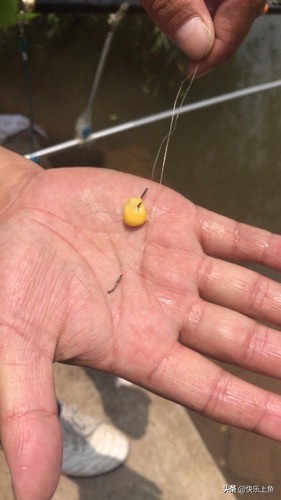 意外的大物鱼情狂切子线最后我用这种方法成功搏大物