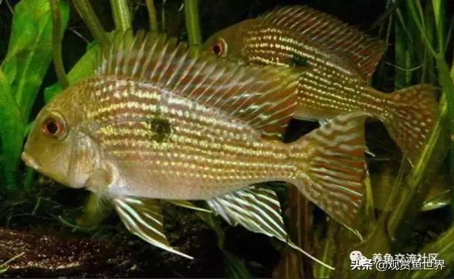 食土鲷一般多大尺寸,食土鲷哪个品种小一点