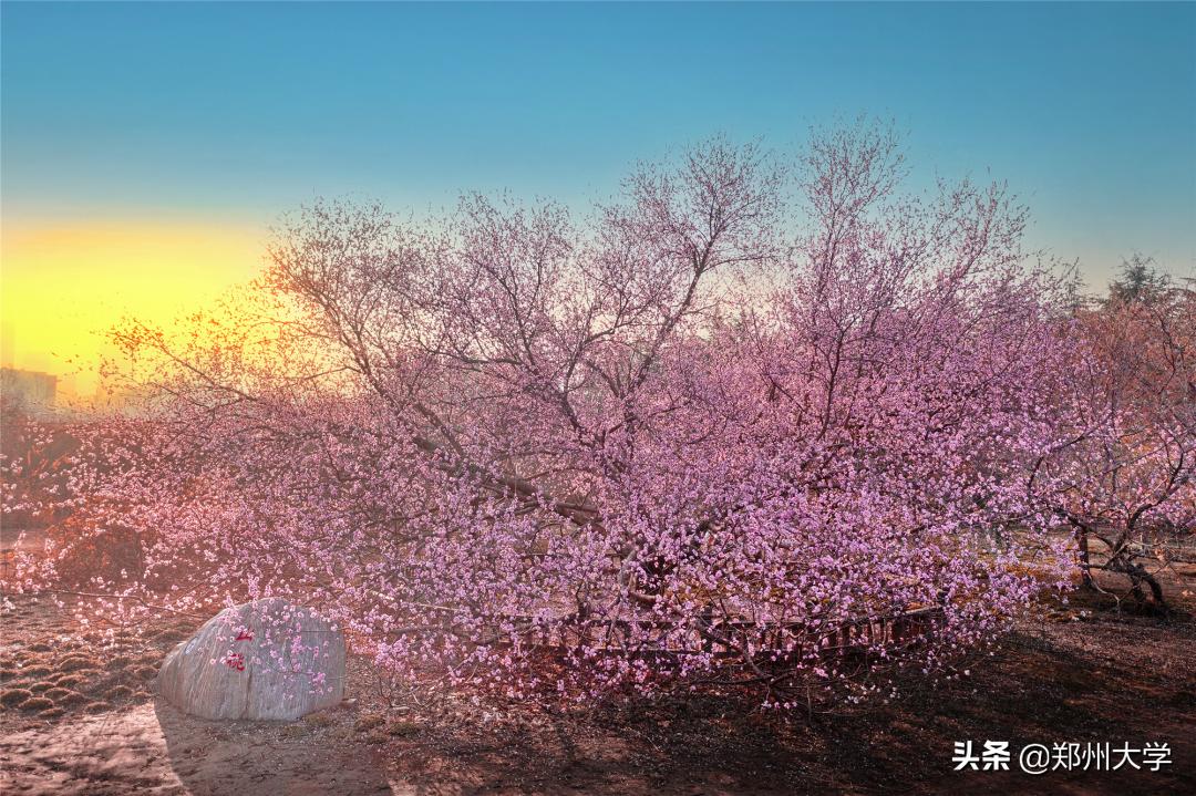 爸妈，我在郑大好好好好好好好极了！