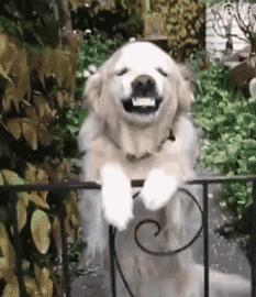 狗狗一兴奋就漏尿这是病吗,狗狗一兴奋就尿尿怎么回事