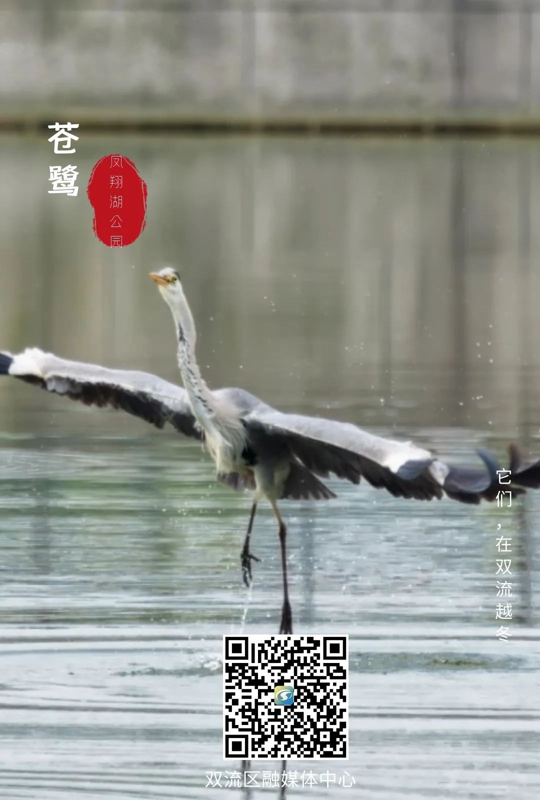珍稀鸟类现身成都,在双流春游看花