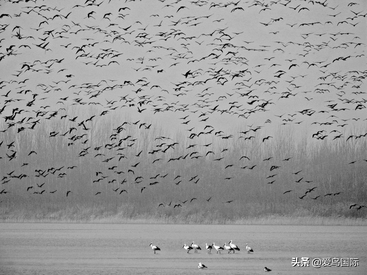 2020观鸟大年,观鸟大年完整版