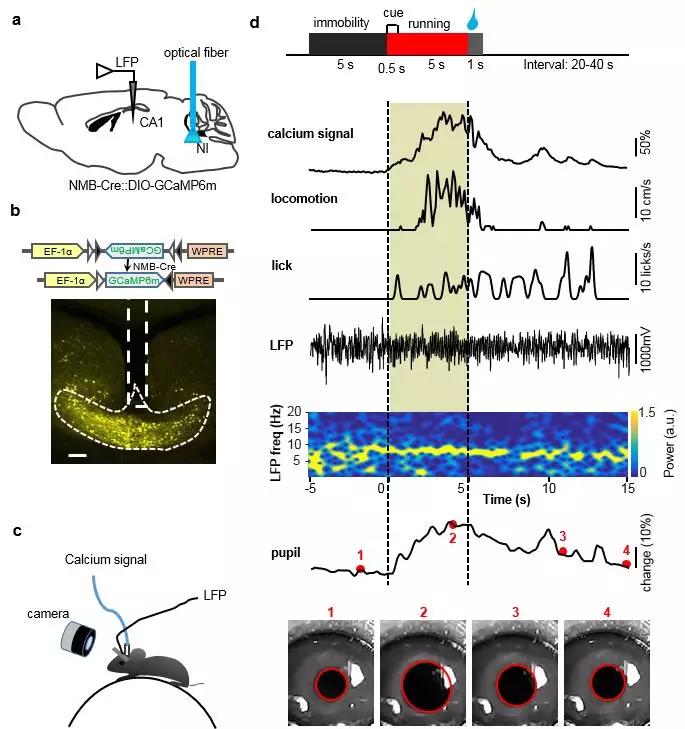 脑科学日报最新视频,论述大脑半球和认知的关系