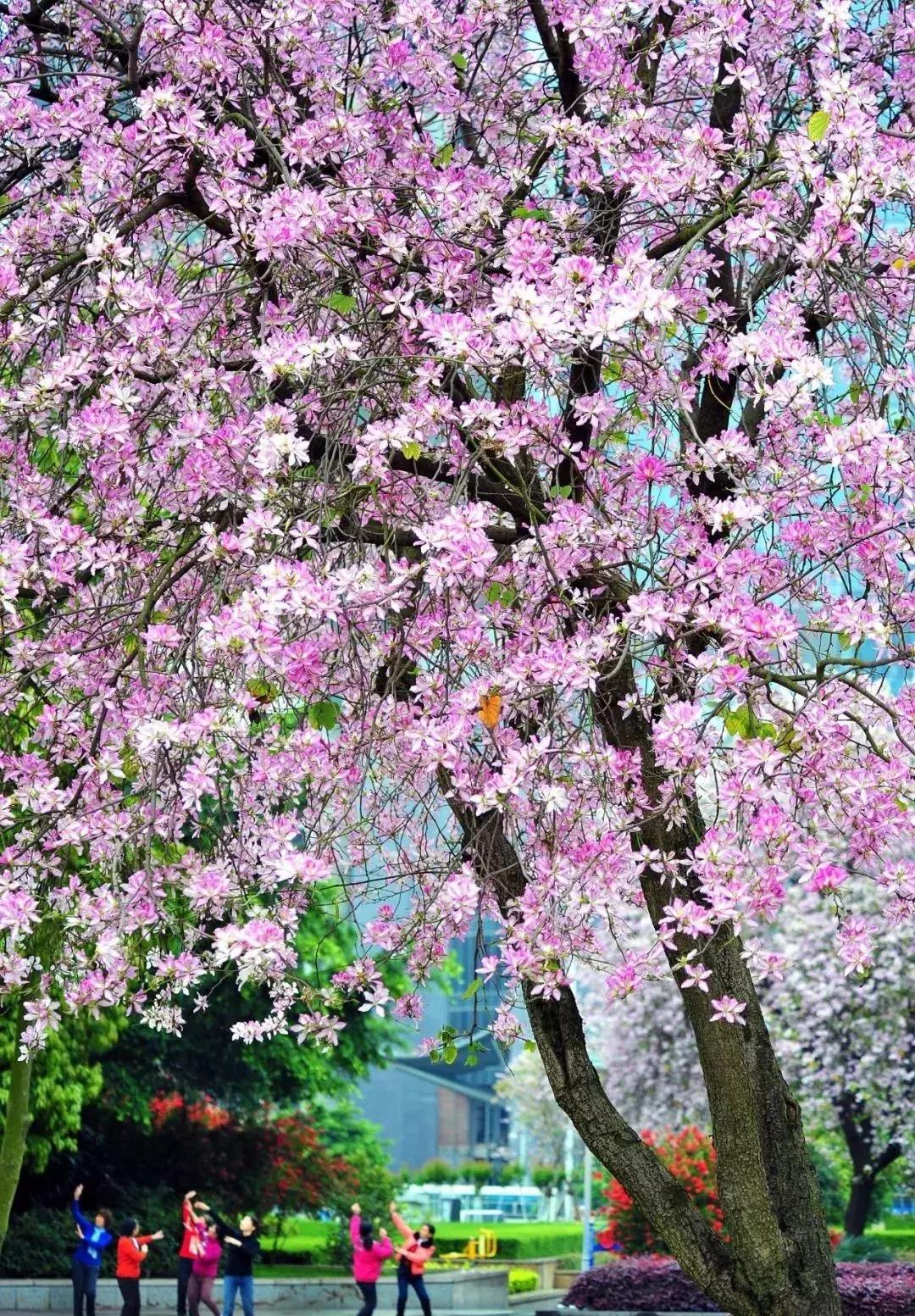 柳州人怎么跟外地人介绍柳州,柳州人怎么跟外地人推荐柳州