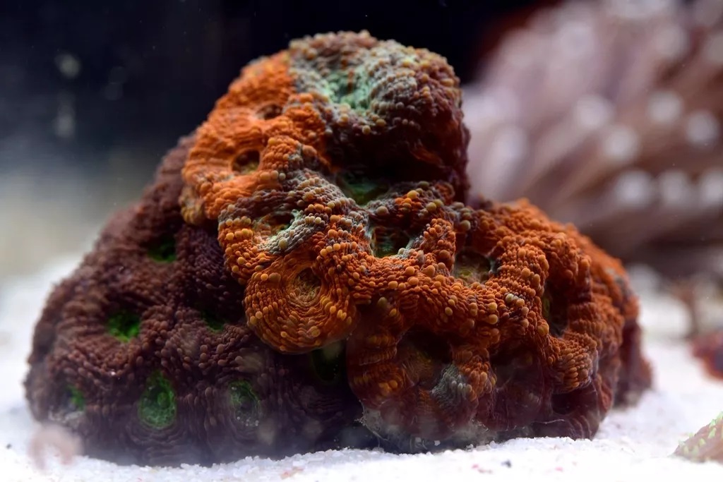 海缸刚开缸怎么饲养,海缸np双零珊瑚会白化吗