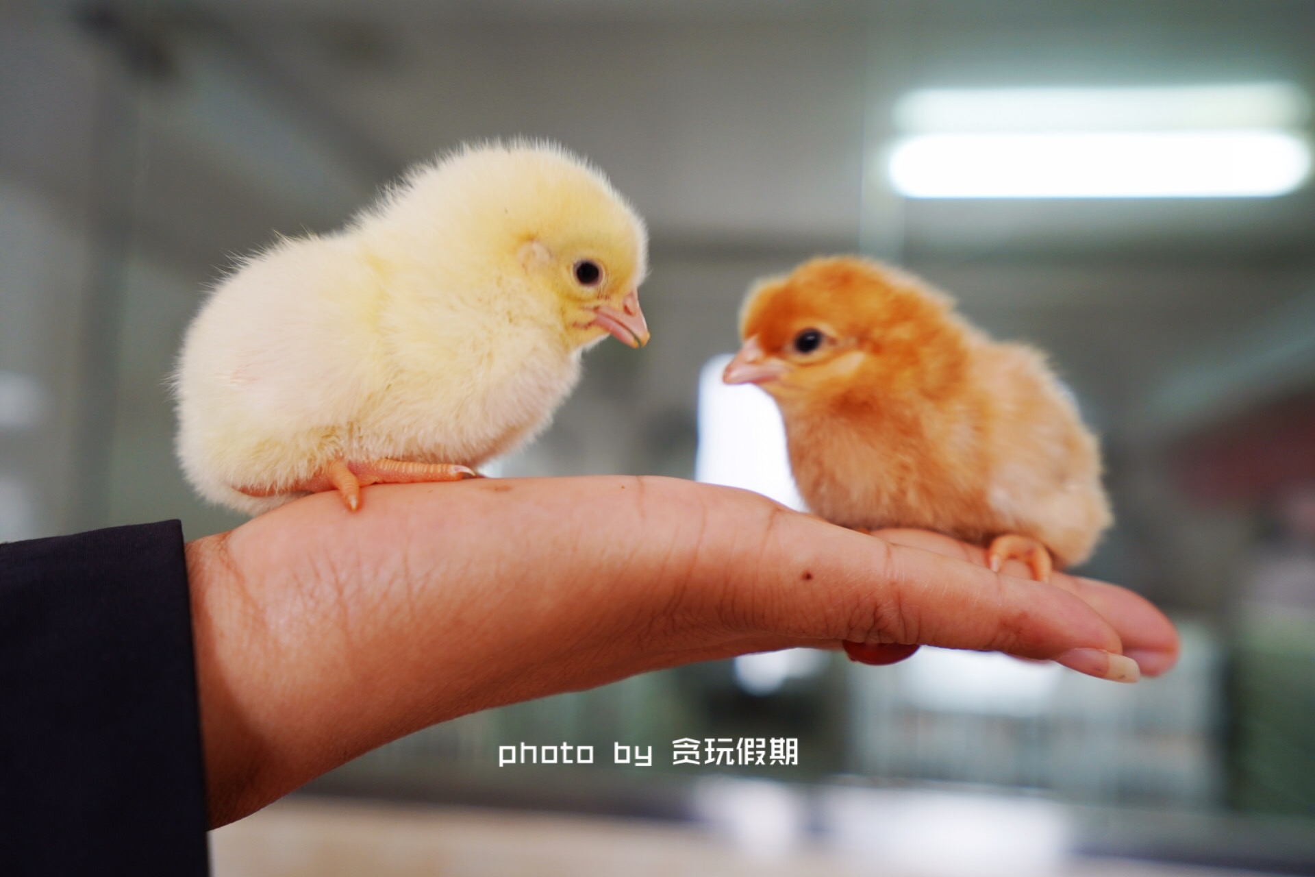 春节玩转西山温泉乐园,徐水大午农业观光园有什么好玩的