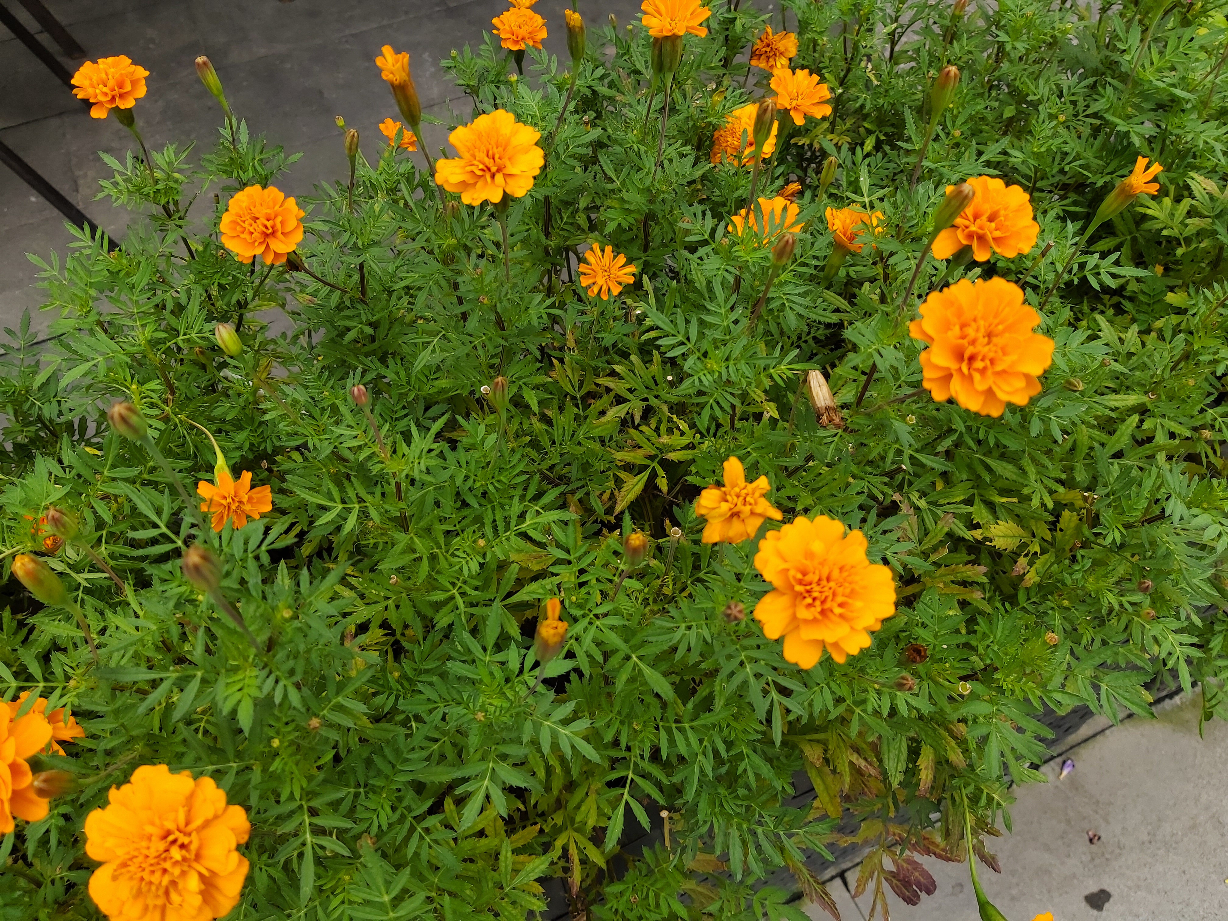 三星a60性价比,三星a607寸评测