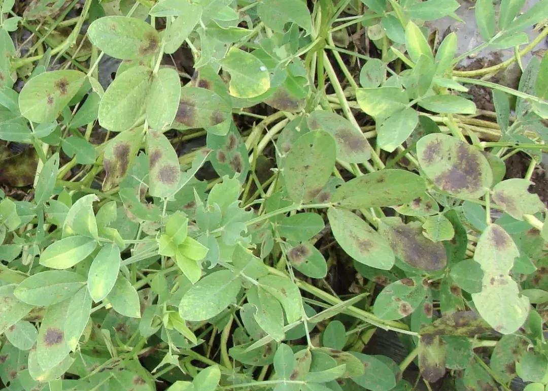 花生病害图谱及防治方法,花生幼苗期各种病害大全大图