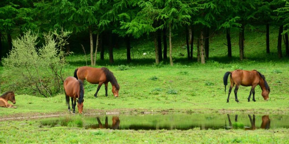 六月回忆儿时校园,六月回忆童年