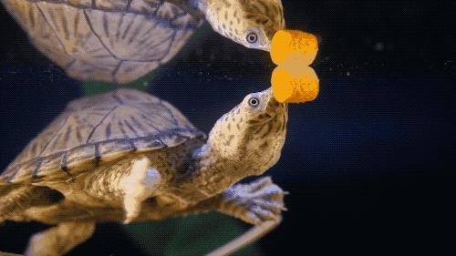 谁的剃刀龟养得最好,剃刀龟放射纹不多