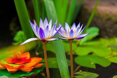 废弃大水缸养睡莲,旧水缸养睡莲可以放养什么小鱼