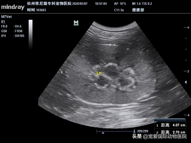 难以言说的疼完整版,猫咪肾结石的症状都有什么