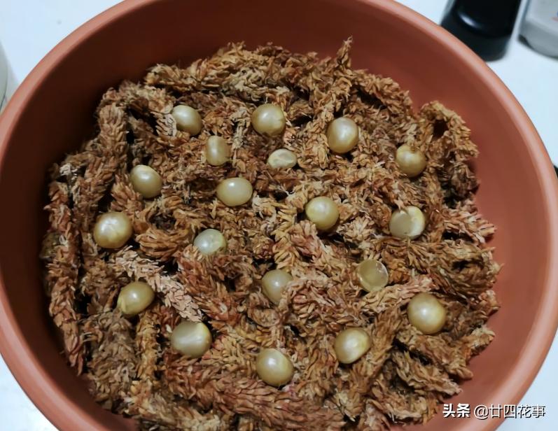 君子兰小苗怎样栽养才能旺盛,用一粒种子如何养出一盆君子兰