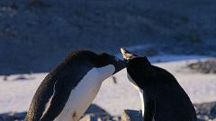 大过年的，被这些小萌萌给笑掉了头