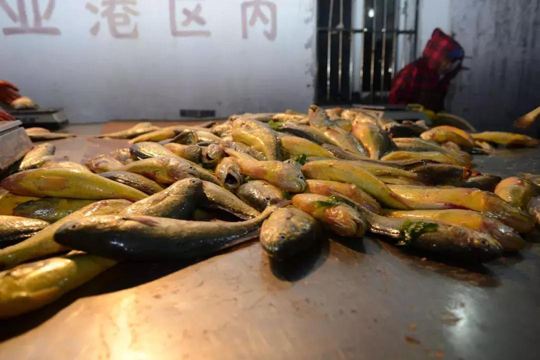 每个温州人都该给黄鱼道个歉