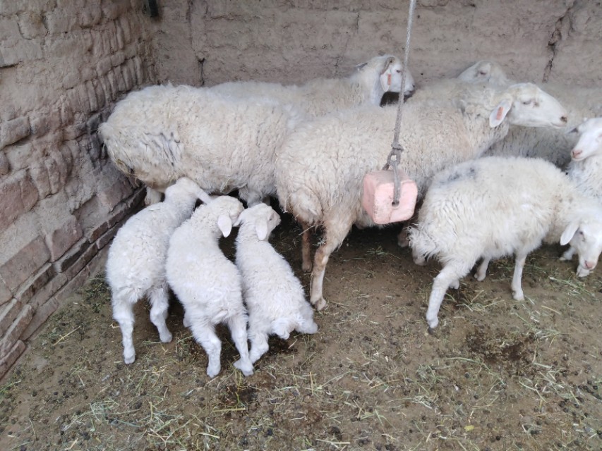 初生羔羊不排粪怎么办,初生母羊不给小羊吃奶怎么办